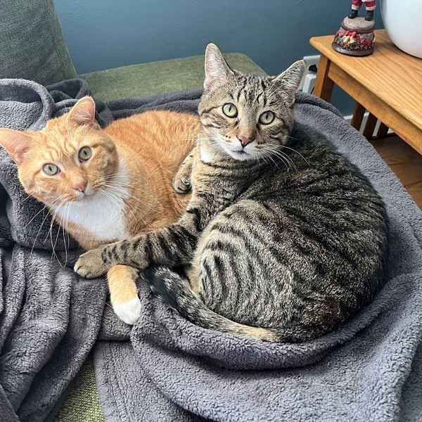 Buddy -- Bonded Buddy With Boris, an adoptable Domestic Short Hair in Des Moines, IA, 50313 | Photo Image 6