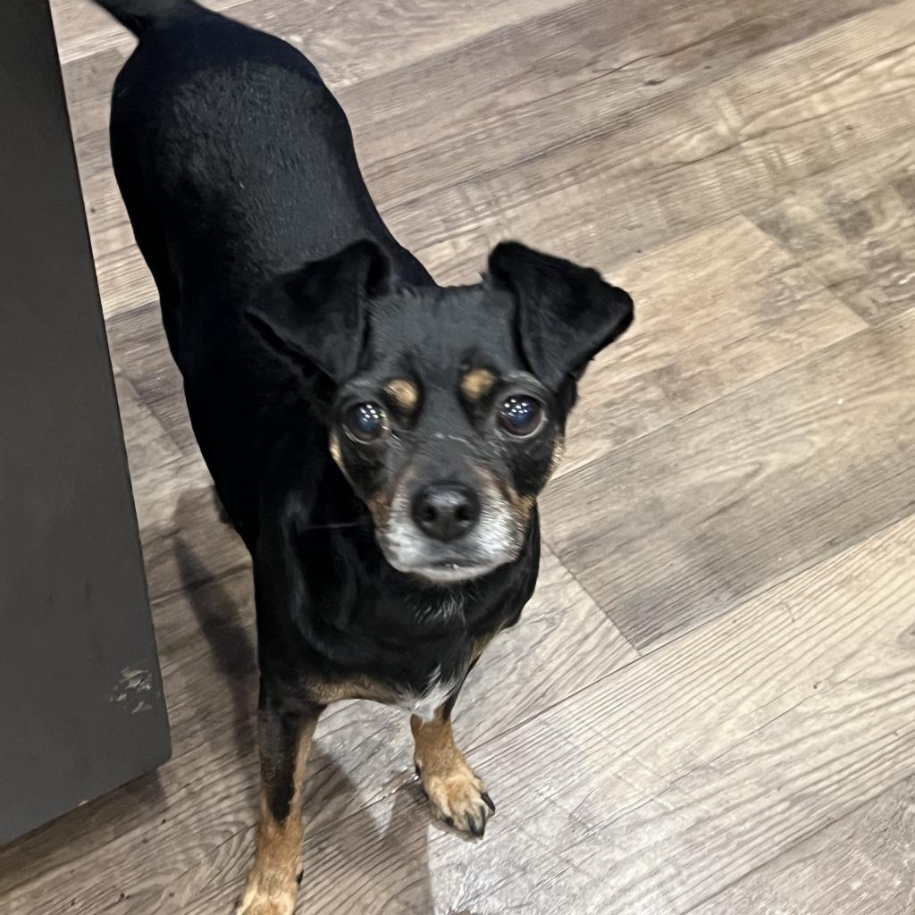 Betsy, an adoptable Miniature Pinscher in Fond Du Lac, WI, 54935 | Photo Image 1