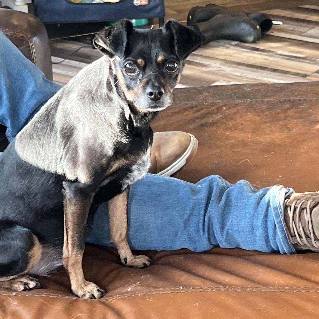 Betsy, an adoptable Miniature Pinscher in Fond Du Lac, WI, 54935 | Photo Image 2