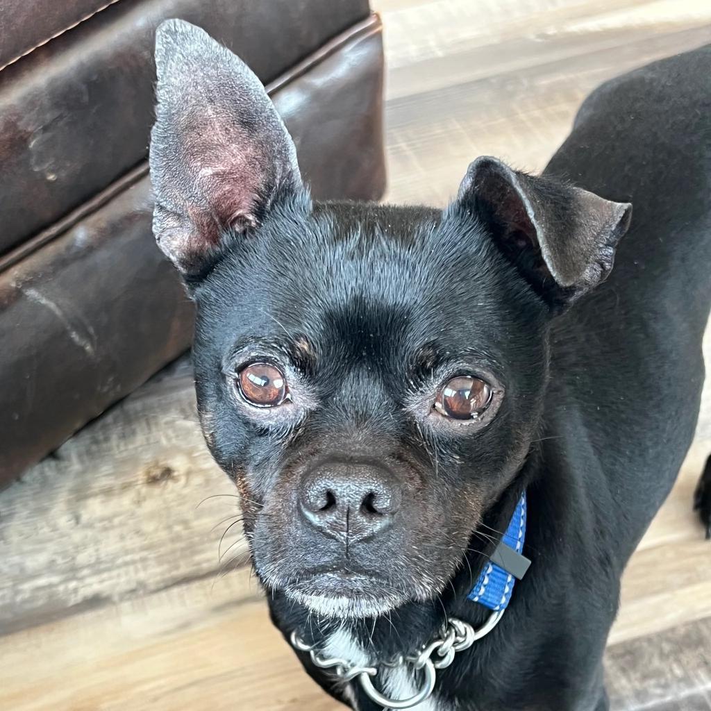 Batman, an adoptable Chihuahua, Boston Terrier in Fond Du Lac, WI, 54935 | Photo Image 1