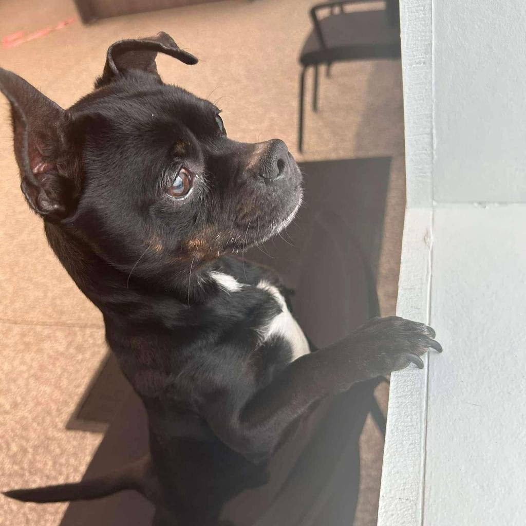 Batman, an adoptable Chihuahua, Boston Terrier in Fond Du Lac, WI, 54935 | Photo Image 2