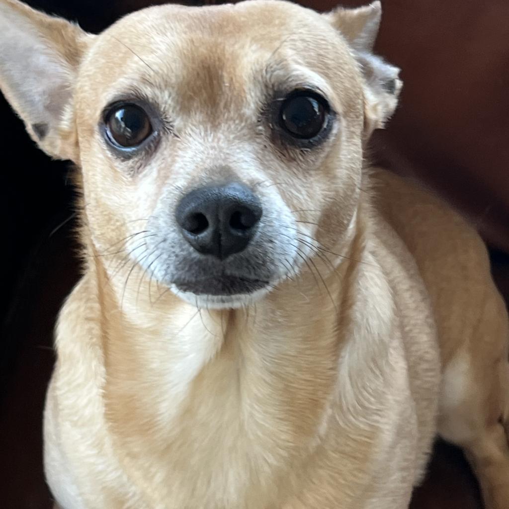 Miles, an adoptable Chihuahua in Fond Du Lac, WI, 54935 | Photo Image 2