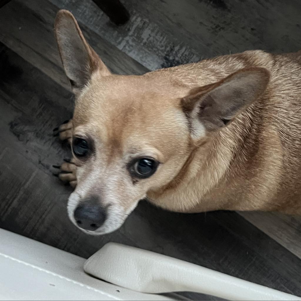 Miles, an adoptable Chihuahua in Fond Du Lac, WI, 54935 | Photo Image 3