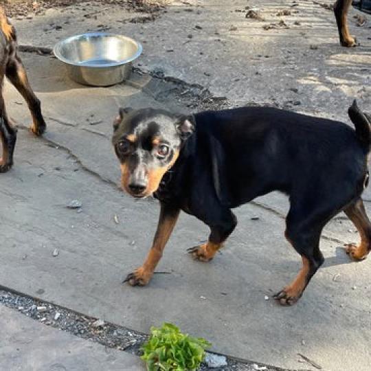 Charleigh, an adoptable Miniature Pinscher in Fond Du Lac, WI, 54935 | Photo Image 1