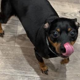 Charleigh, an adoptable Miniature Pinscher in Fond Du Lac, WI, 54935 | Photo Image 2