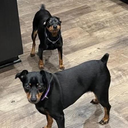 Charleigh, an adoptable Miniature Pinscher in Fond Du Lac, WI, 54935 | Photo Image 3