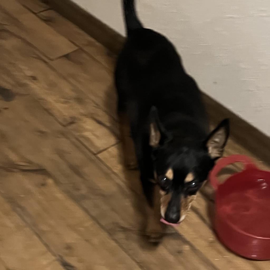 Dottie, an adoptable Miniature Pinscher in Fond Du Lac, WI, 54935 | Photo Image 1