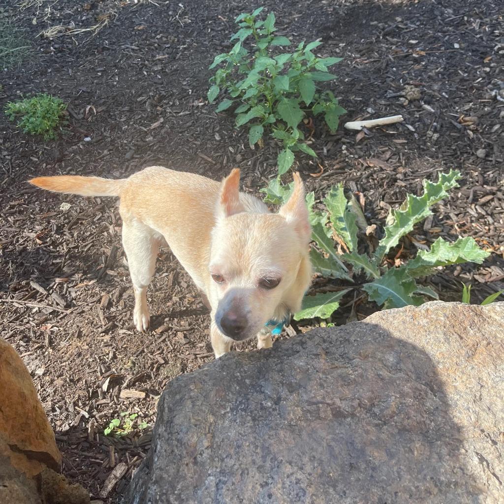 Rezey, an adoptable Chihuahua in Fond Du Lac, WI, 54935 | Photo Image 2