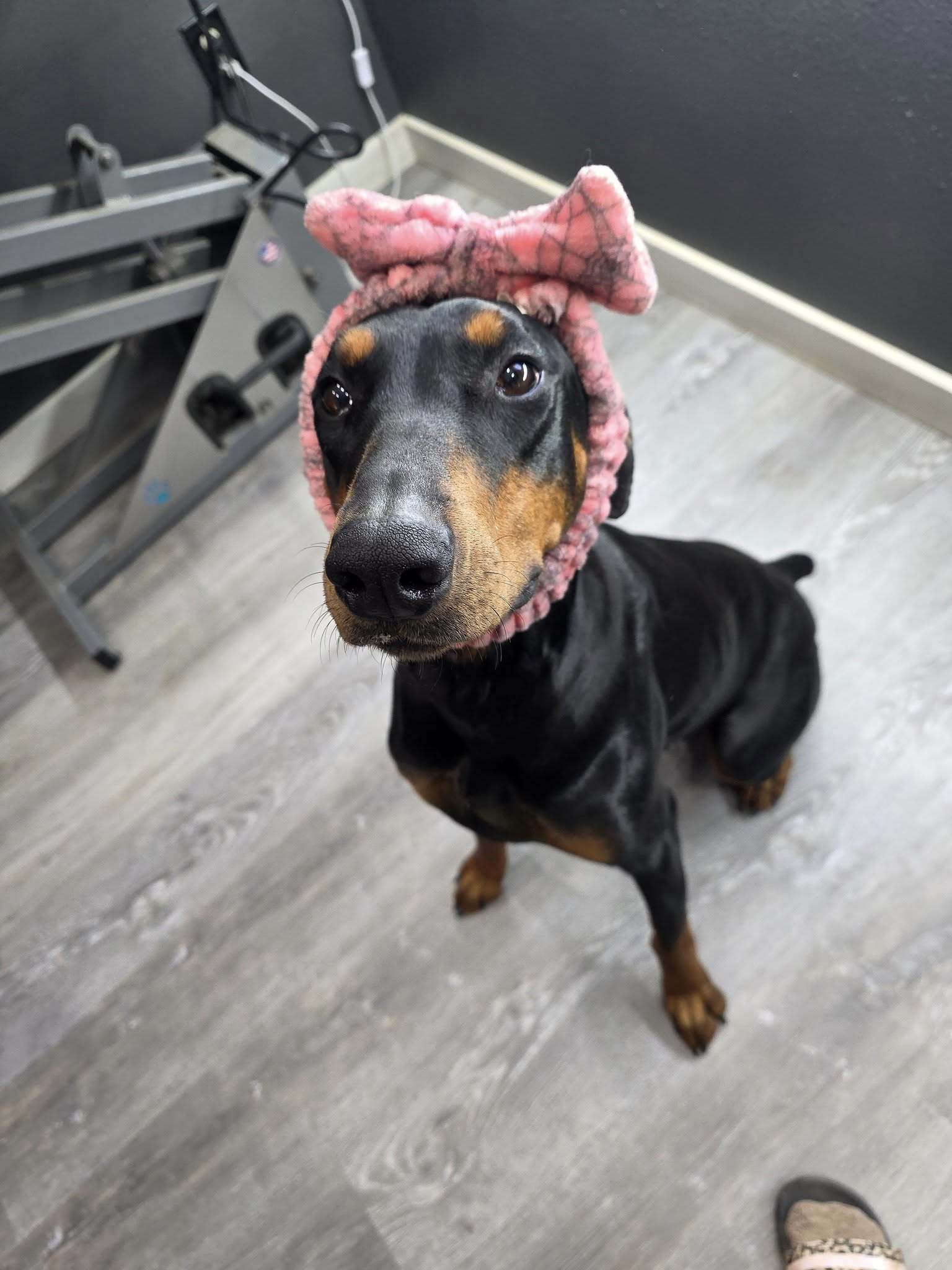 Mysteek Foster Needed!