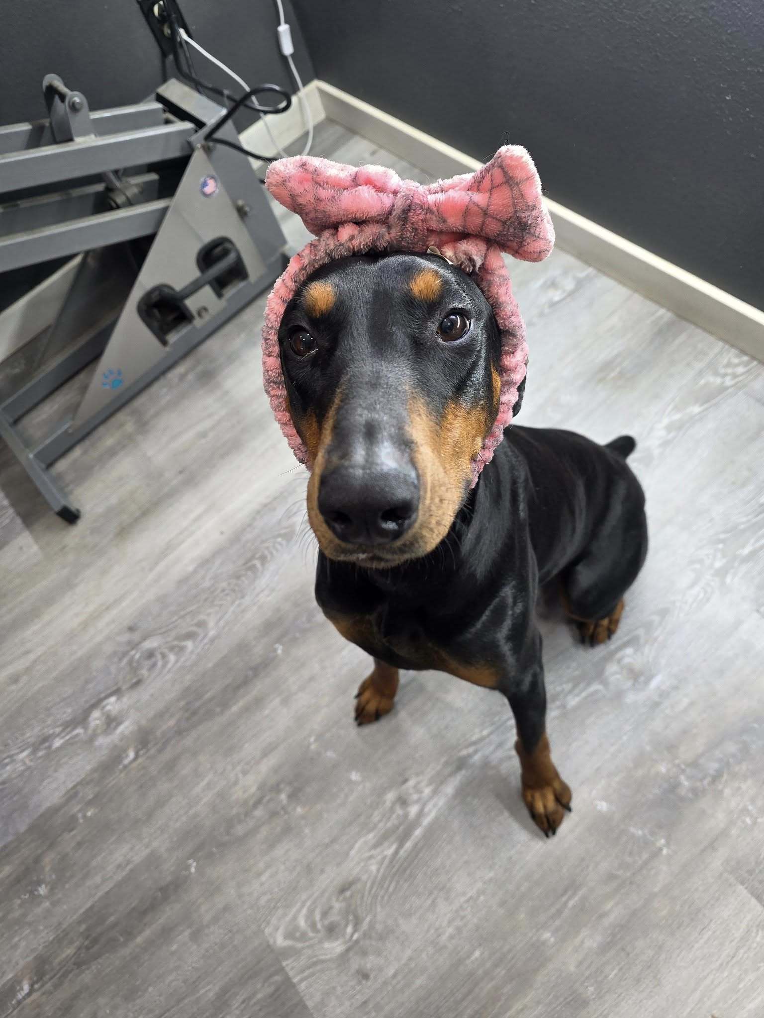 Mysteek Foster Needed!