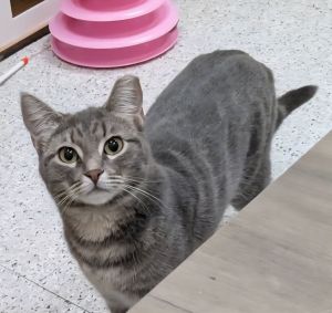 Bellatrix, Young Female unknown