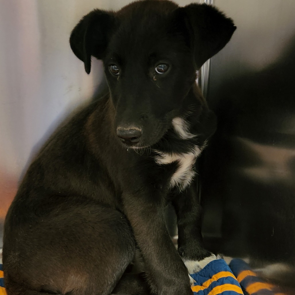 Baxter - 121101S