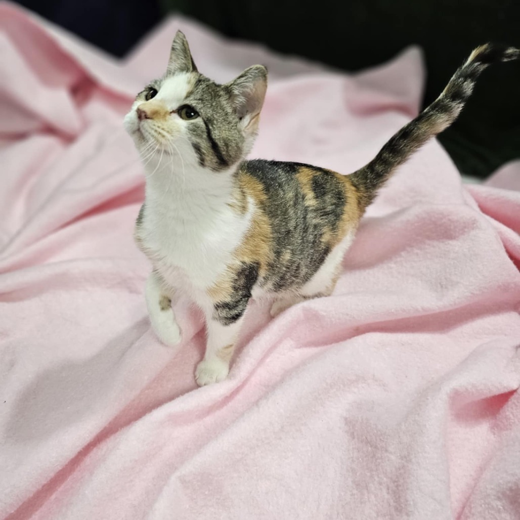 Fifi, an adoptable Domestic Short Hair in Garden City, KS, 67846 | Photo Image 1