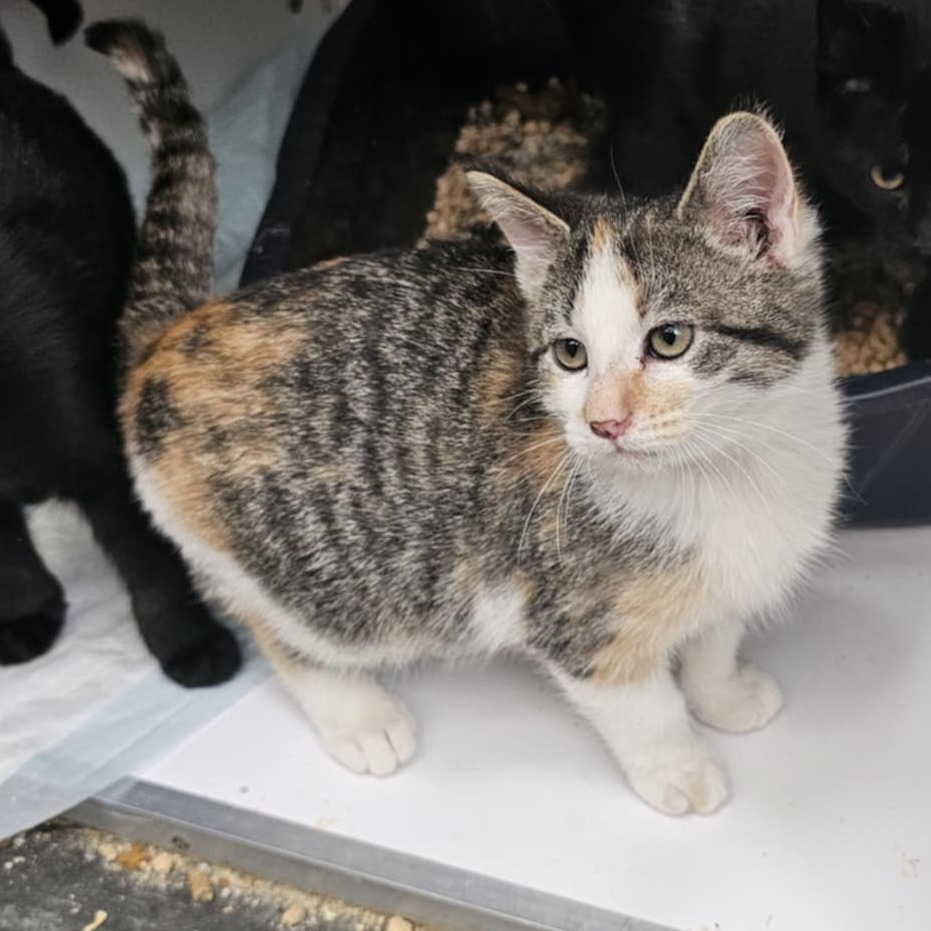Fifi, an adoptable Domestic Short Hair in Garden City, KS, 67846 | Photo Image 3