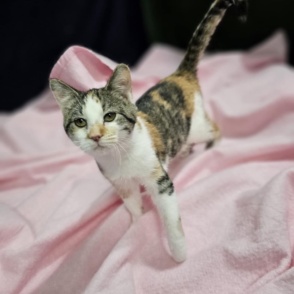Fifi, an adoptable Domestic Short Hair in Garden City, KS, 67846 | Photo Image 4