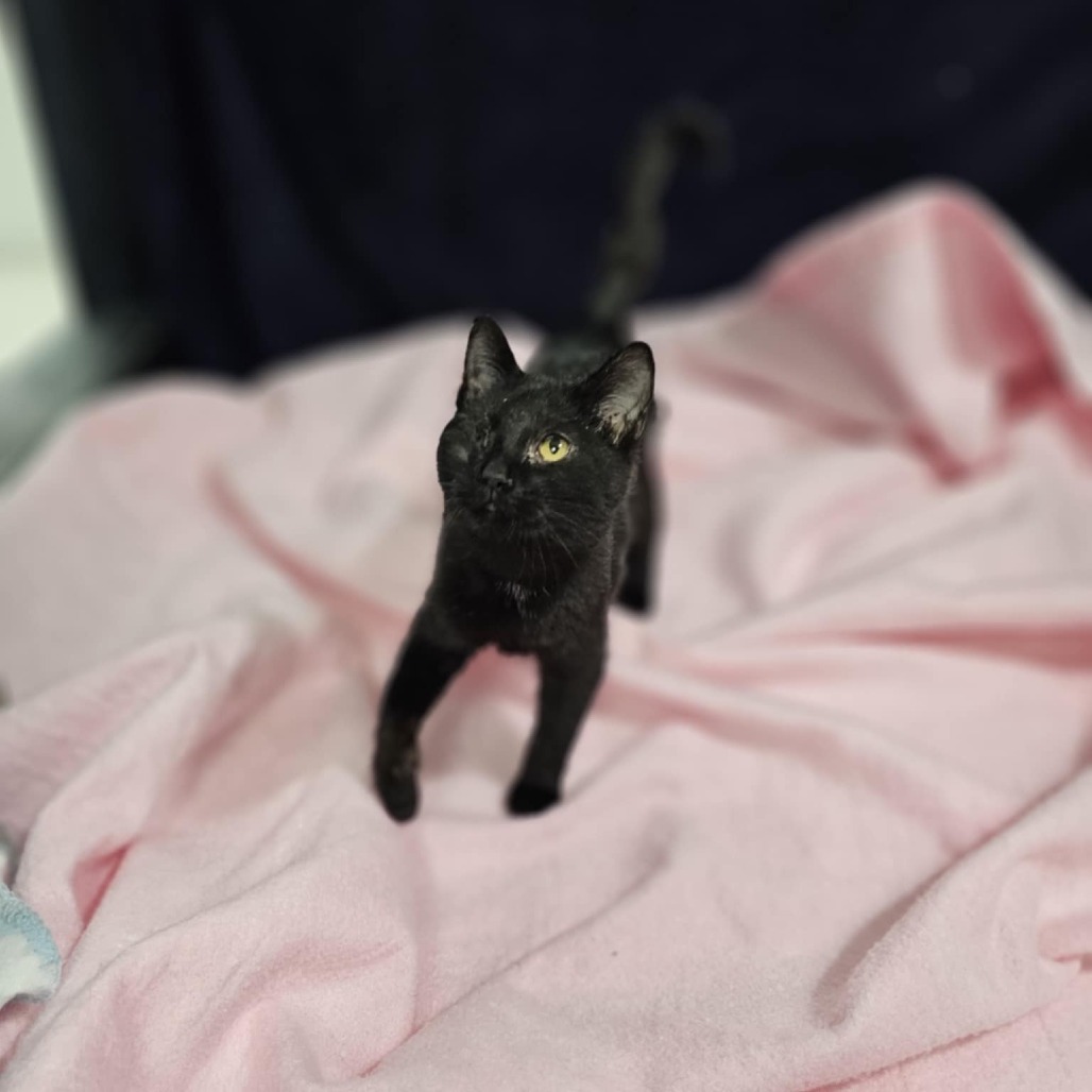 Moe, an adoptable Domestic Short Hair in Garden City, KS, 67846 | Photo Image 1
