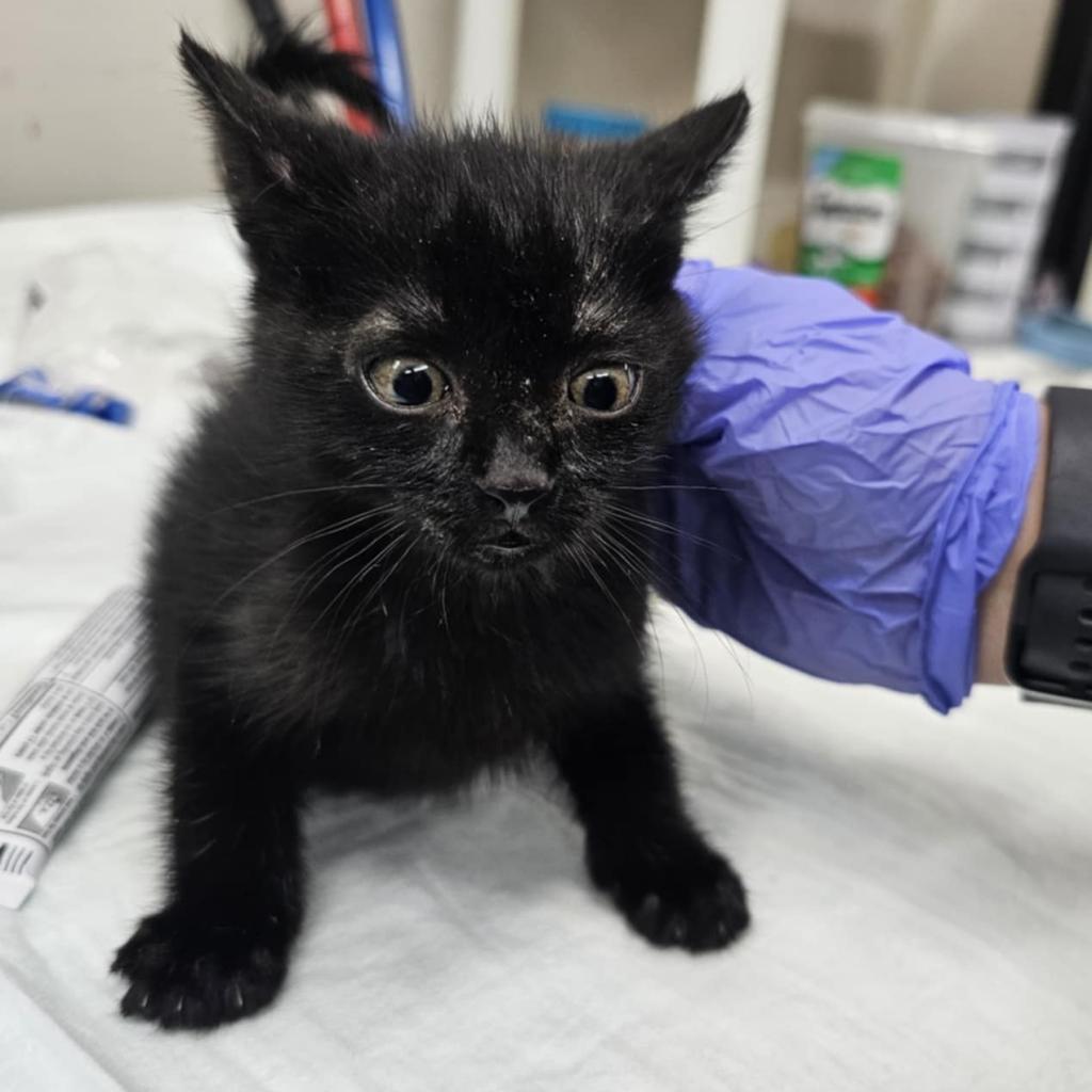 Moe, an adoptable Domestic Short Hair in Garden City, KS, 67846 | Photo Image 2