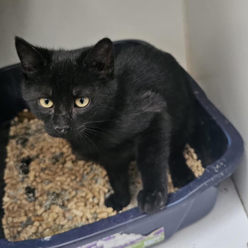 Moe, an adoptable Domestic Short Hair in Garden City, KS, 67846 | Photo Image 3
