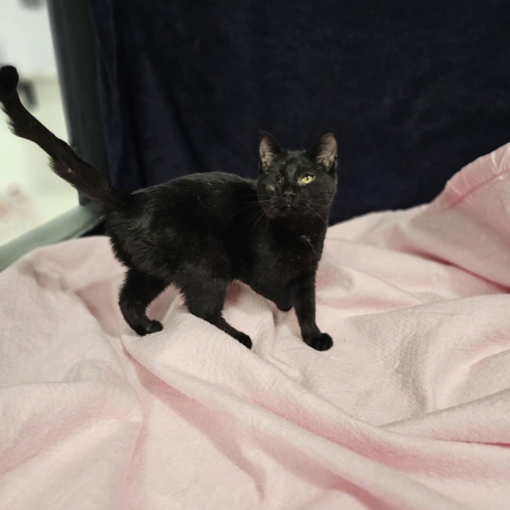 Moe, an adoptable Domestic Short Hair in Garden City, KS, 67846 | Photo Image 4