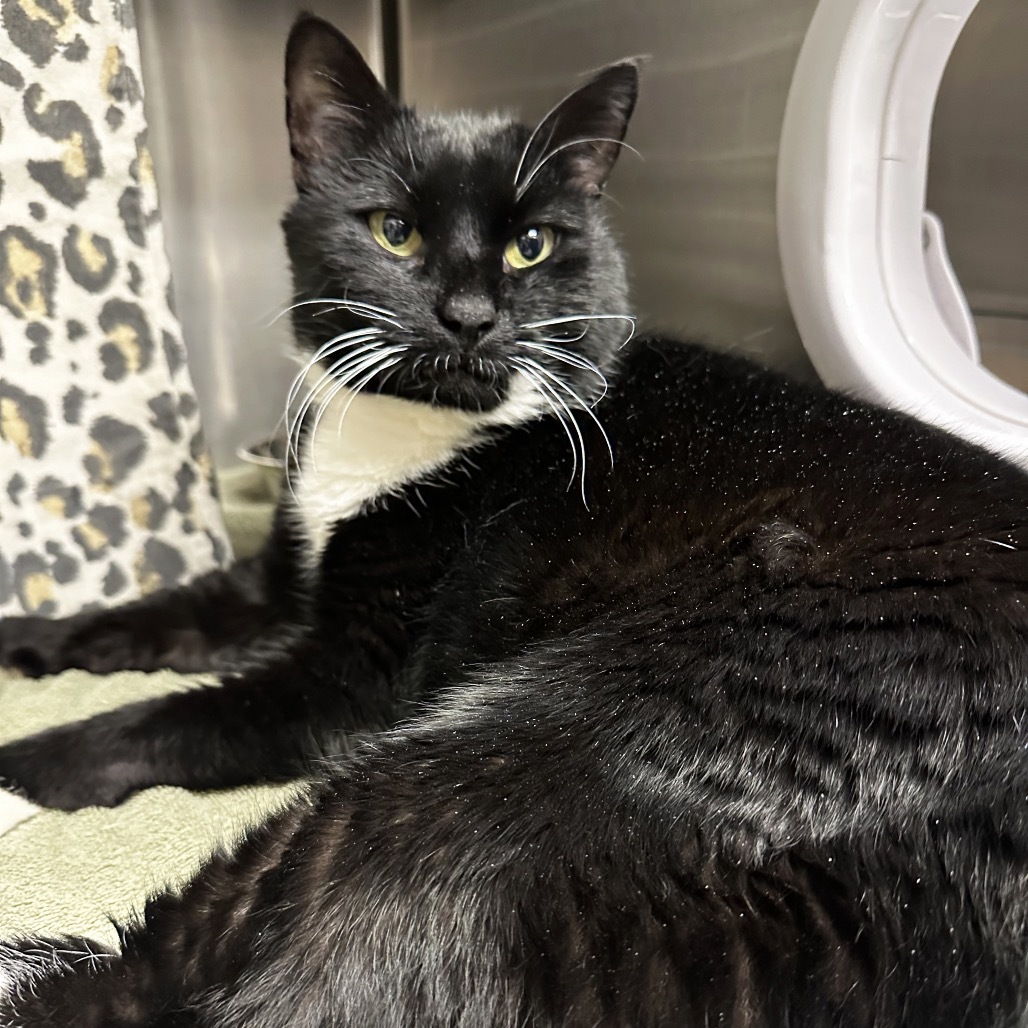 Thumper, an adoptable Domestic Short Hair in Hailey, ID, 83333 | Photo Image 1