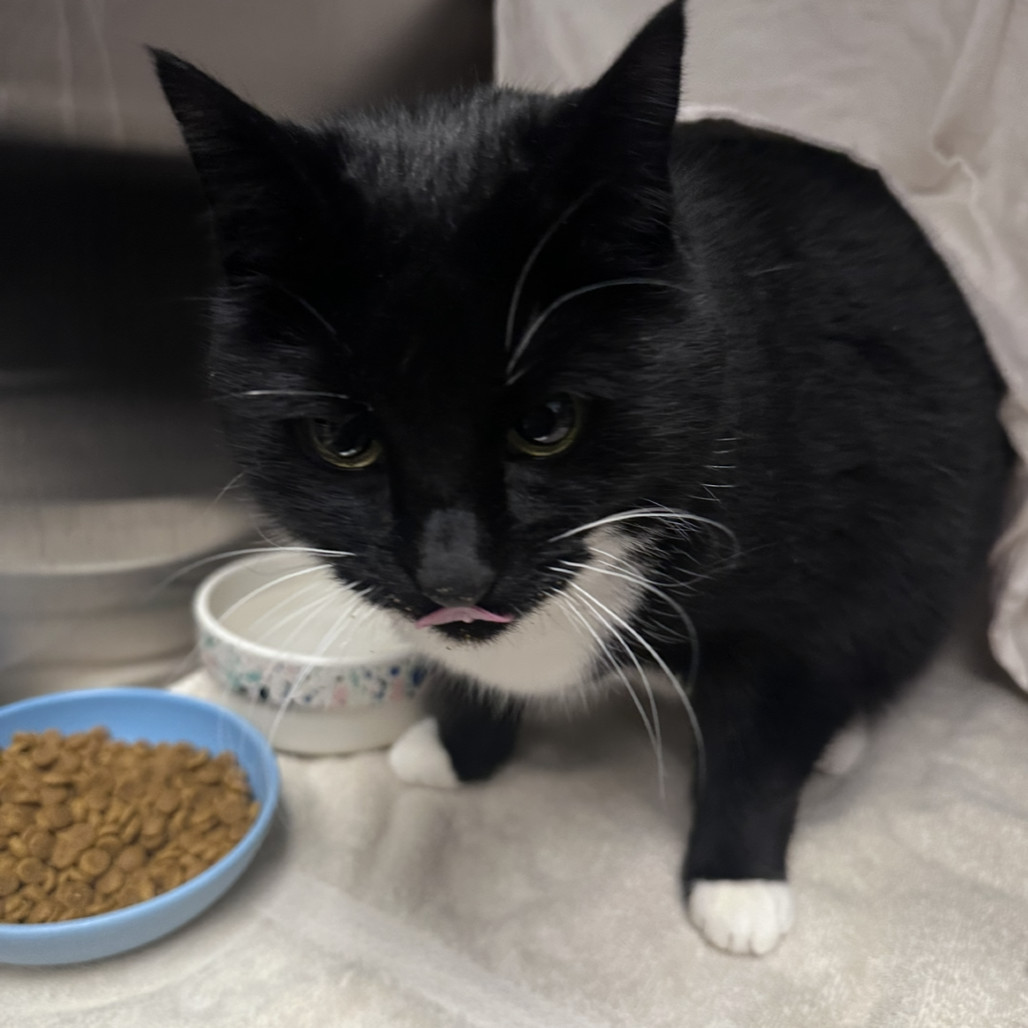 Thumper, an adoptable Domestic Short Hair in Hailey, ID, 83333 | Photo Image 2
