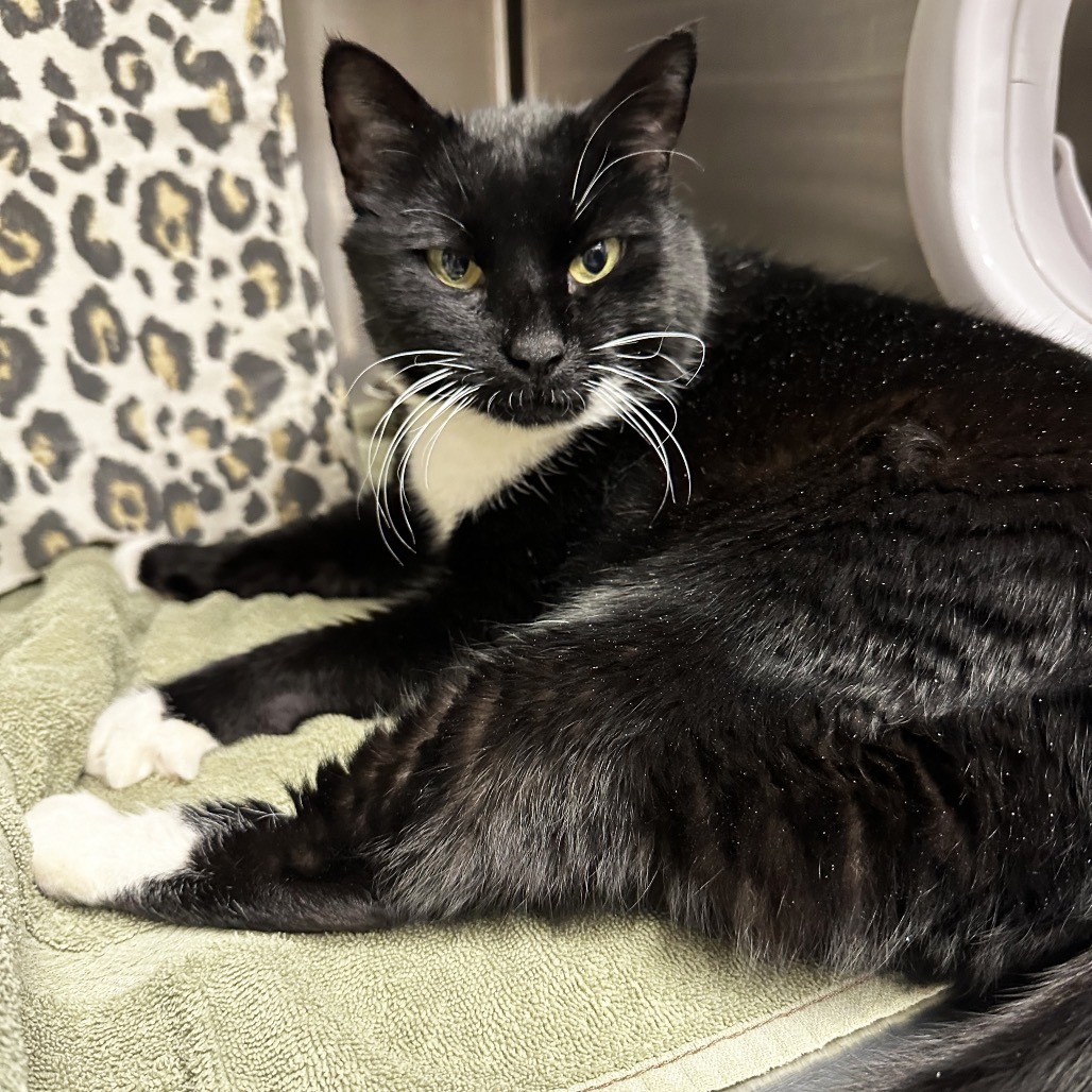 Thumper, an adoptable Domestic Short Hair in Hailey, ID, 83333 | Photo Image 3