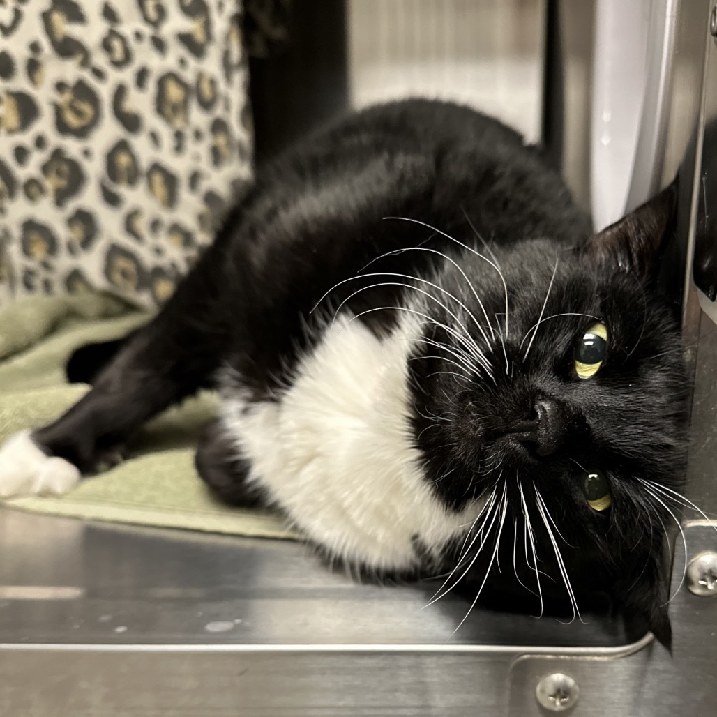 Thumper, an adoptable Domestic Short Hair in Hailey, ID, 83333 | Photo Image 4