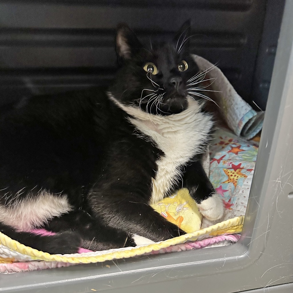 Thumper, an adoptable Domestic Short Hair in Hailey, ID, 83333 | Photo Image 5