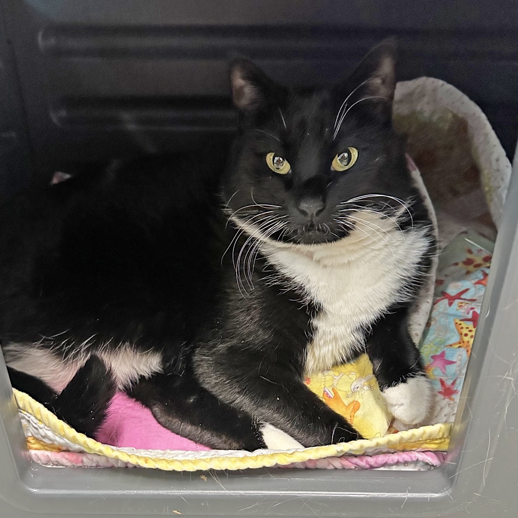 Thumper, an adoptable Domestic Short Hair in Hailey, ID, 83333 | Photo Image 6