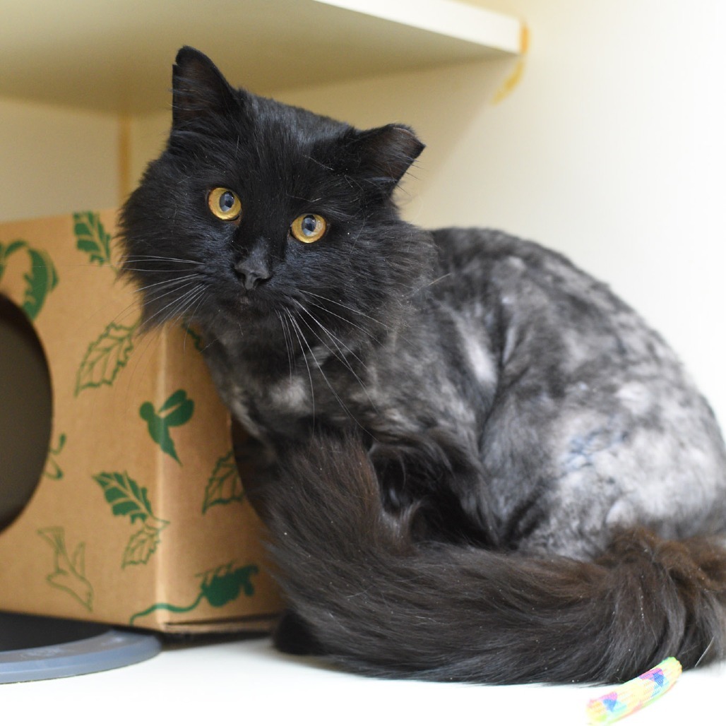 Harry, an adoptable Domestic Long Hair in Idaho Falls, ID, 83402 | Photo Image 1