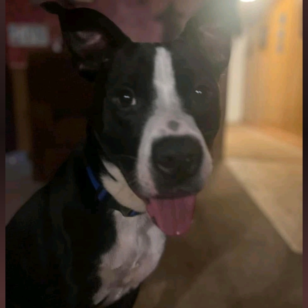 Echo