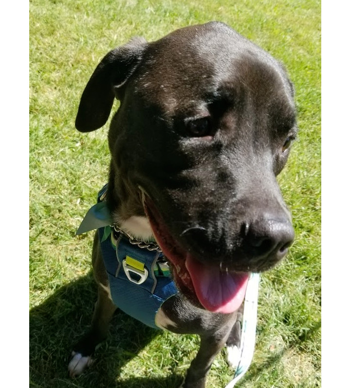 Maurice - Beauty and the Beast litter