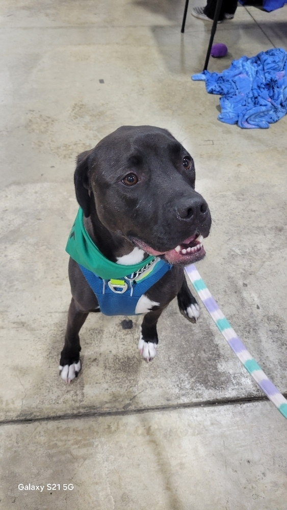 Maurice - Beauty and the Beast litter