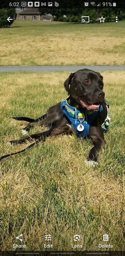 Maurice - Beauty and the Beast litter