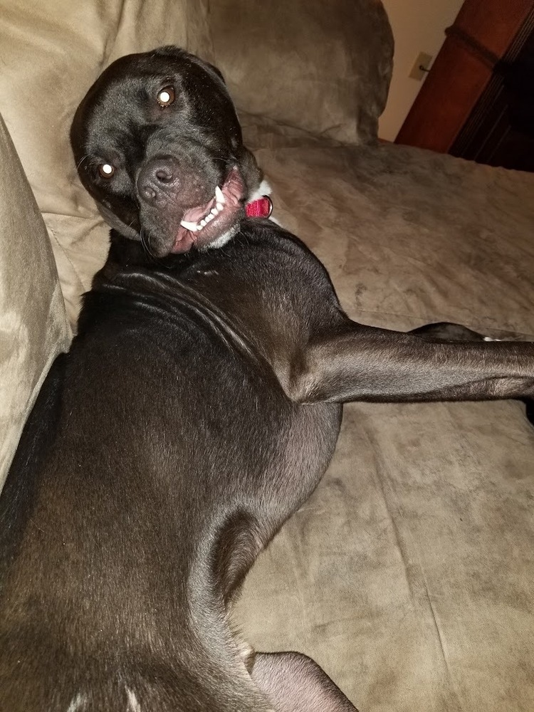 Maurice - Beauty and the Beast litter