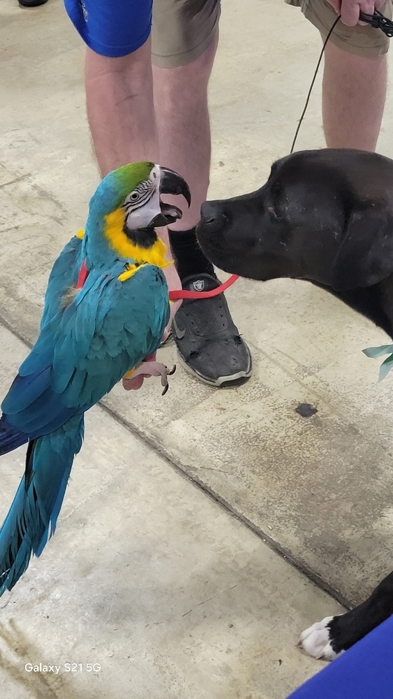 Maurice - Beauty and the Beast litter