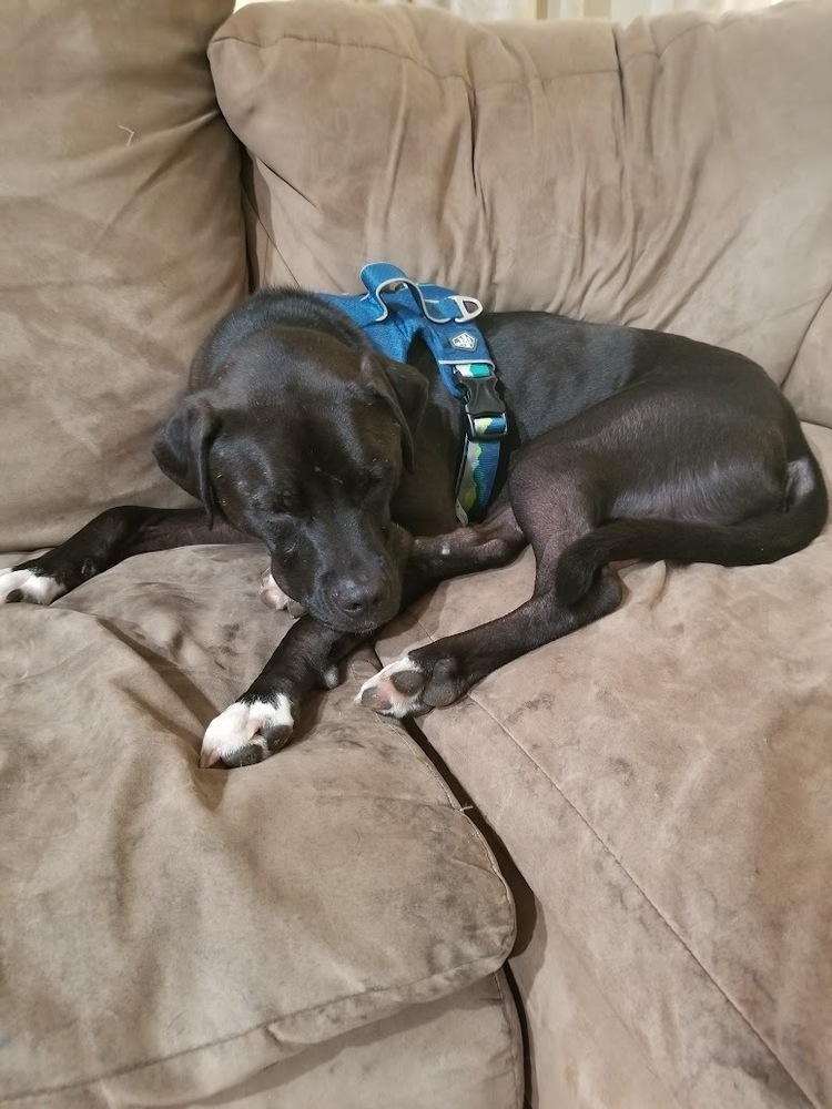 Maurice - Beauty and the Beast litter