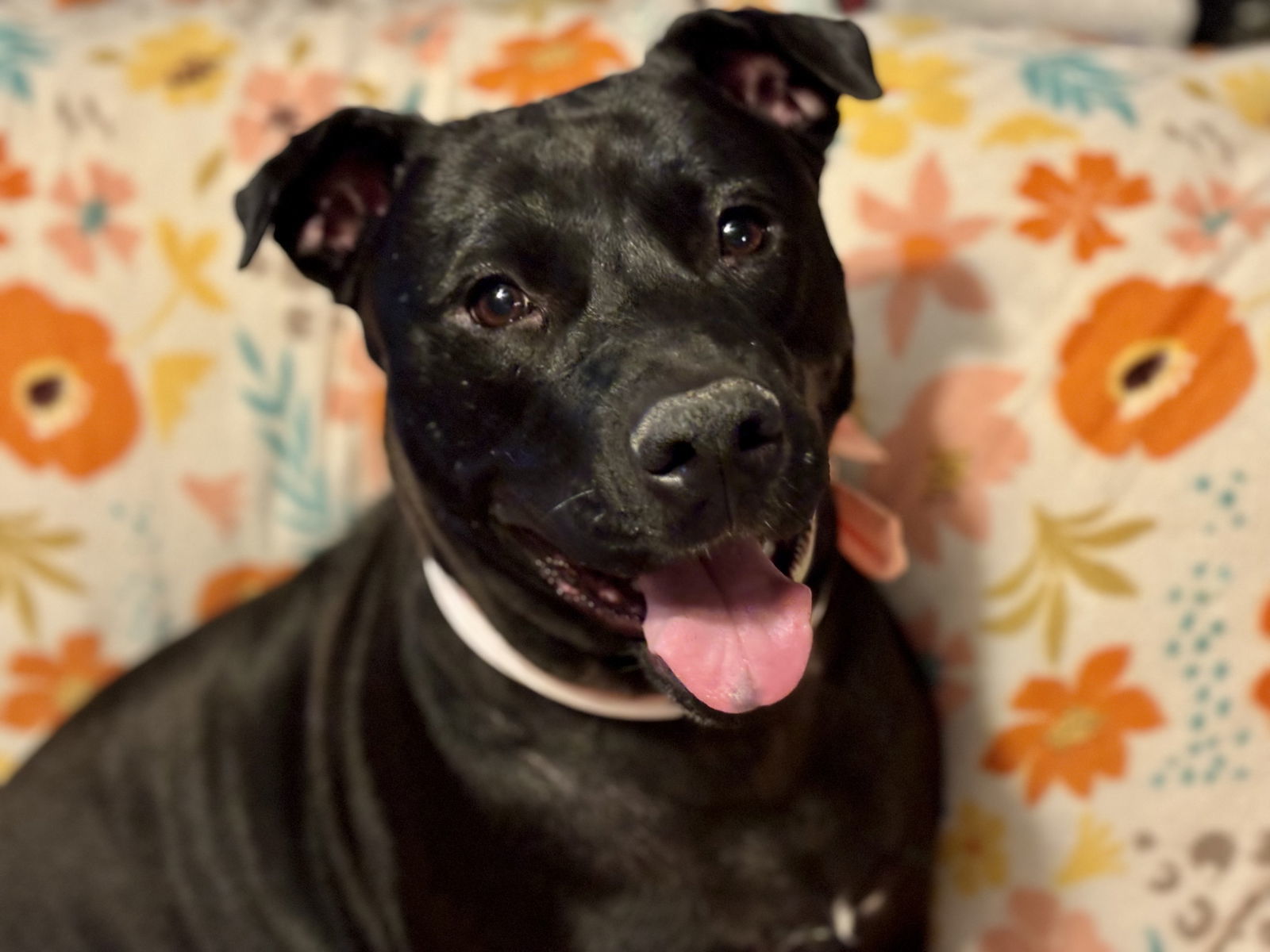 Daisy Mae