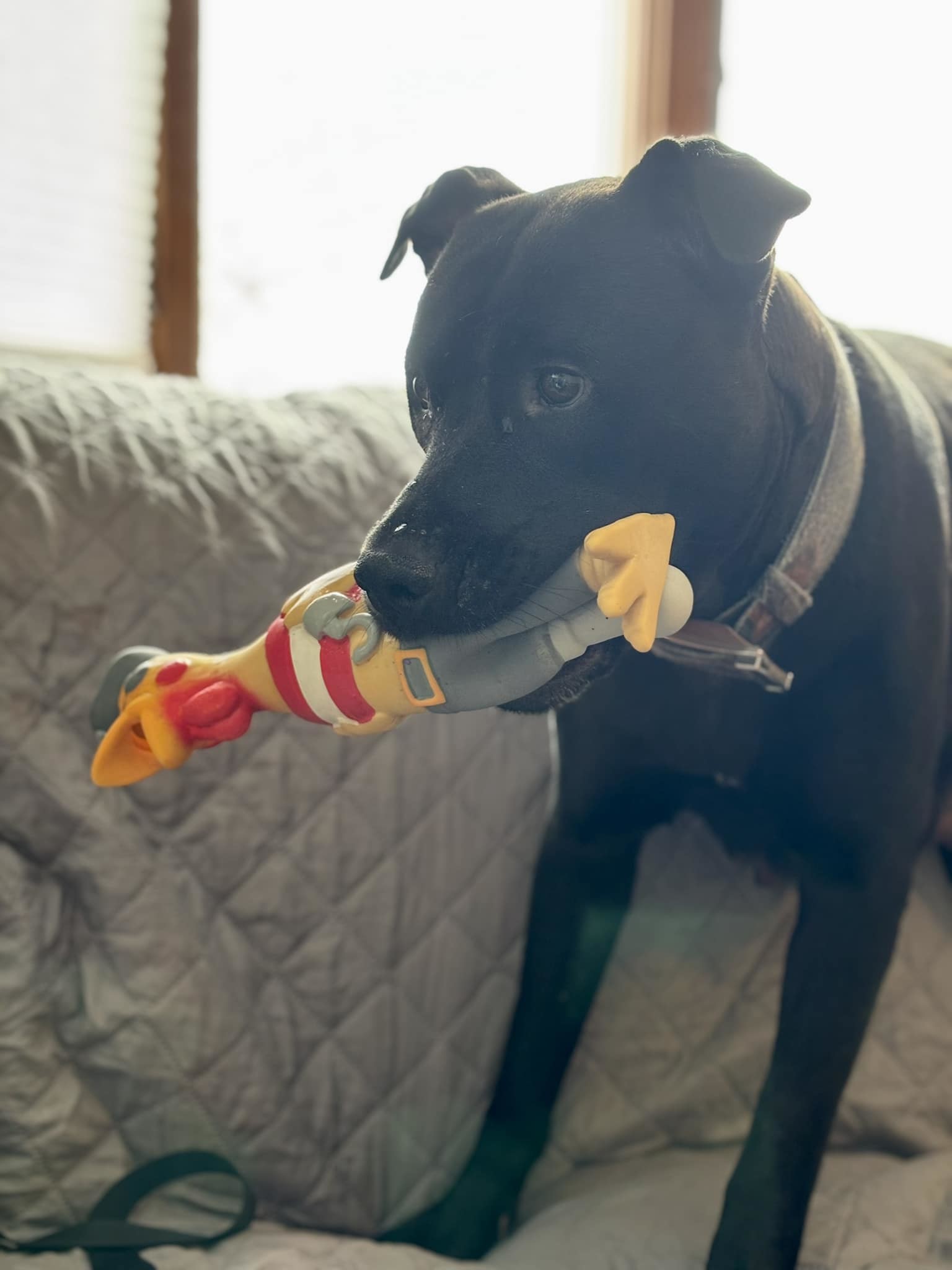 Daisy Mae