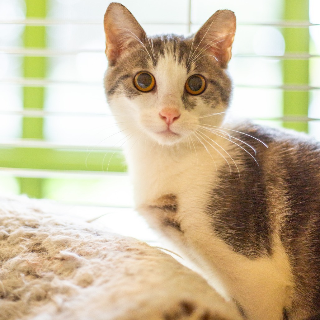 Crunch, an adoptable Domestic Short Hair in Kailua Kona, HI, 96740 | Photo Image 1