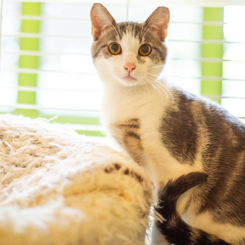 Crunch, an adoptable Domestic Short Hair in Kailua Kona, HI, 96740 | Photo Image 2