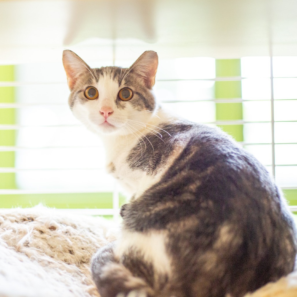 Crunch, an adoptable Domestic Short Hair in Kailua Kona, HI, 96740 | Photo Image 3