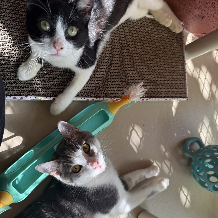 Crunch, an adoptable Domestic Short Hair in Kailua Kona, HI, 96740 | Photo Image 4