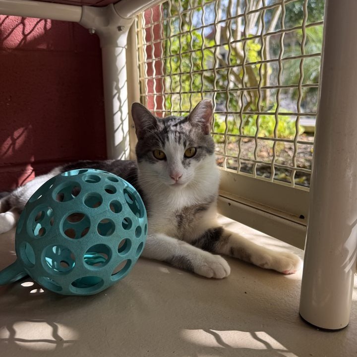 Crunch, an adoptable Domestic Short Hair in Kailua Kona, HI, 96740 | Photo Image 5