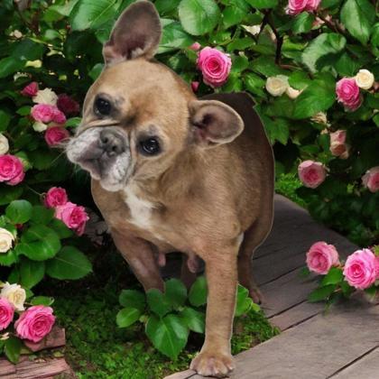Darla