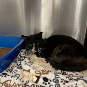 Hi if you would like a calm and sweet cat I am your man I love head rubs and treats