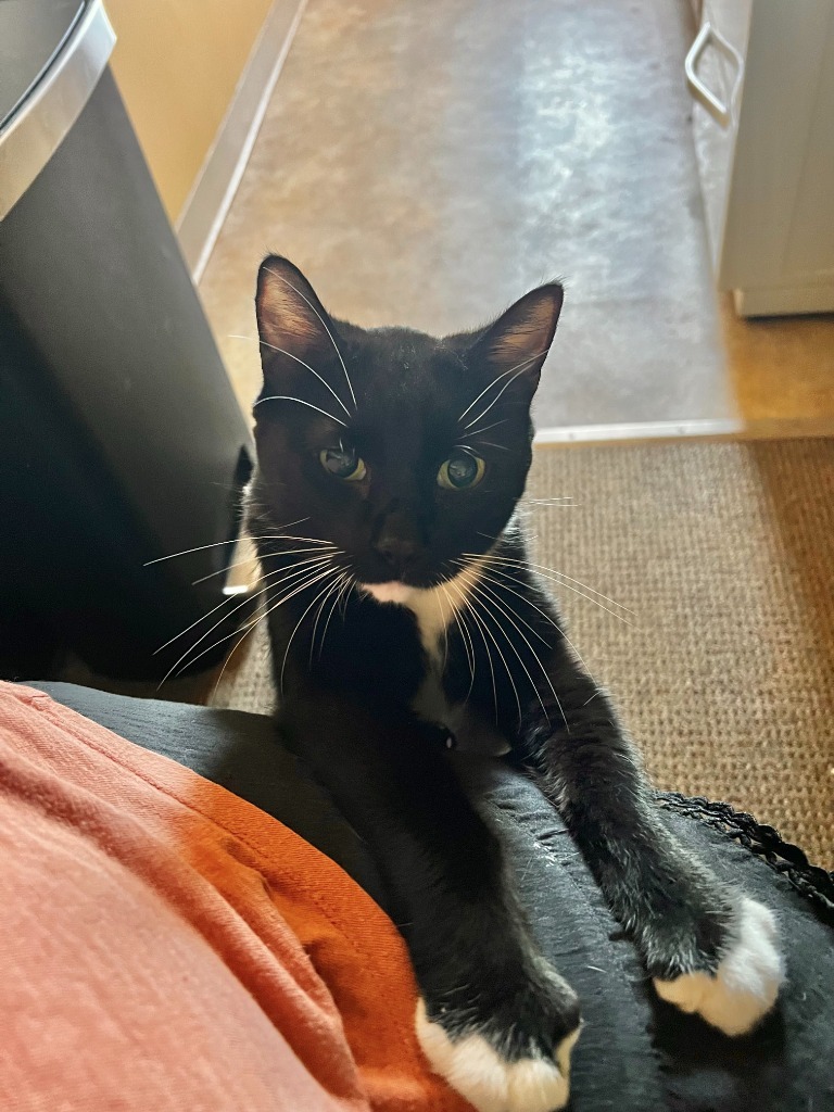 Frankie