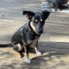 Lucy (In Foster) photo 1