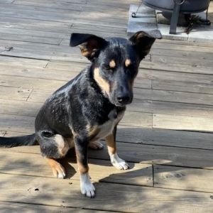 Lucy (In Foster), Adult Female unknown