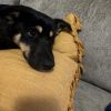 Lucy (In Foster) photo 3